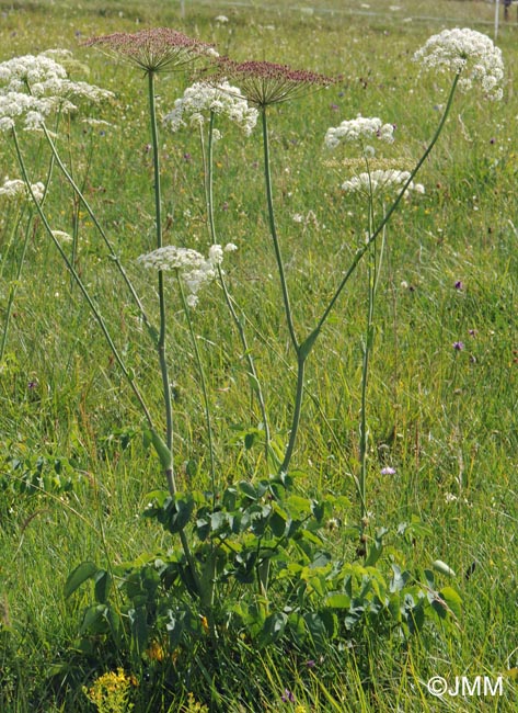 Laserpitium latifolium