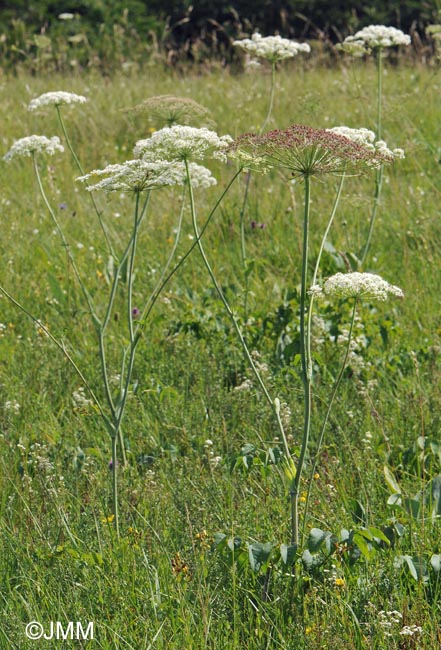 Laserpitium latifolium