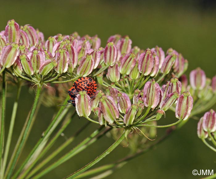 Laserpitium latifolium