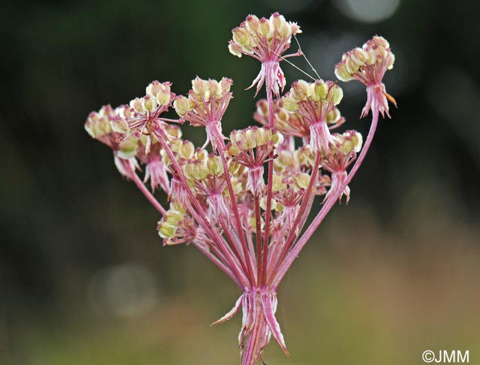 Laserpitium prutenicum subsp. prutenicum