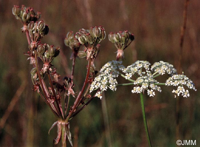 Laserpitium prutenicum subsp. prutenicum