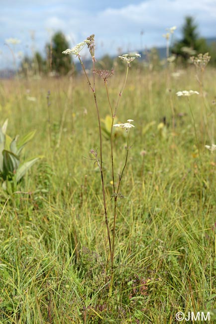 Laserpitium prutenicum subsp. prutenicum