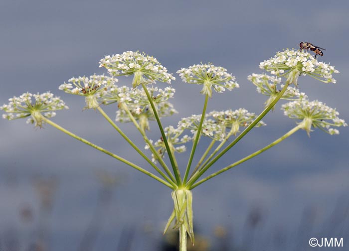 Laserpitium prutenicum subsp. prutenicum