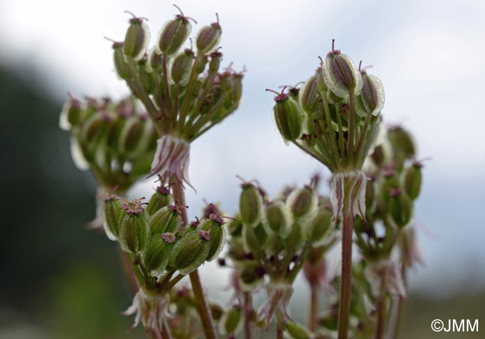 Laserpitium prutenicum subsp. prutenicum