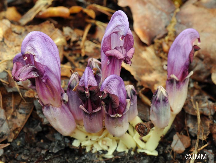 Lathraea clandestina