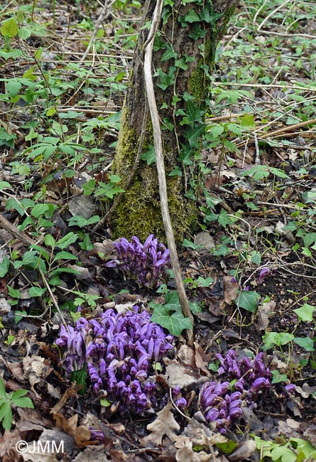 Lathraea clandestina