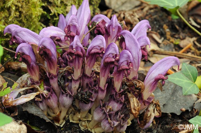 Lathraea clandestina