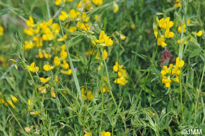 Lathyrus pratensis