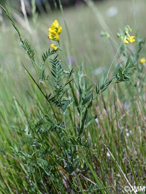 Lathyrus pratensis
