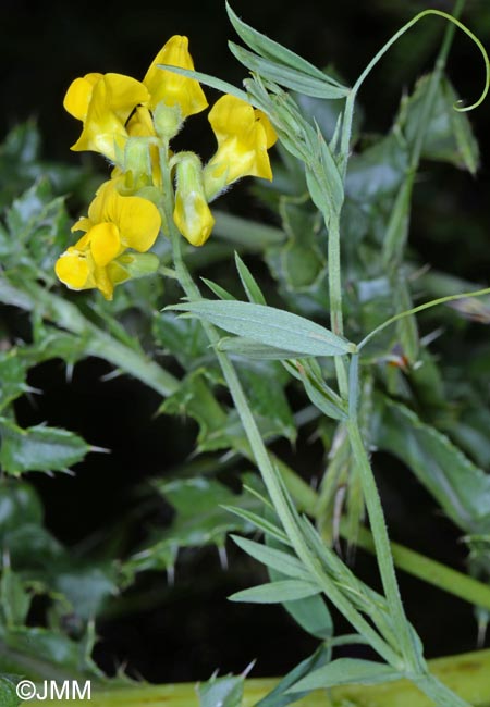 Lathyrus pratensis