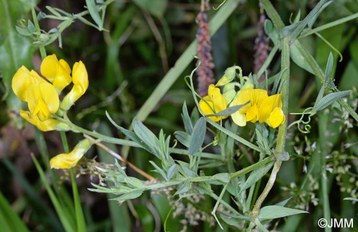 Lathyrus pratensis