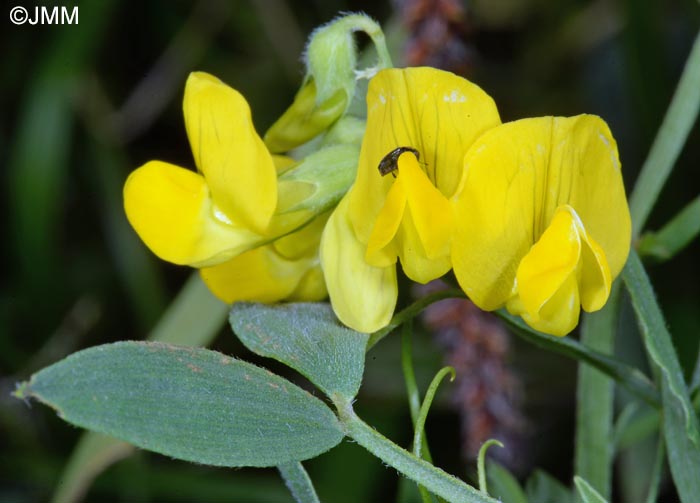 Lathyrus pratensis
