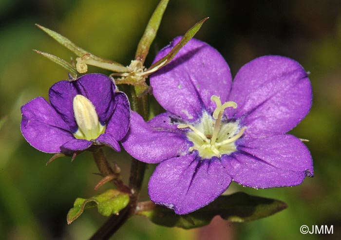 Legousia speculum-veneris