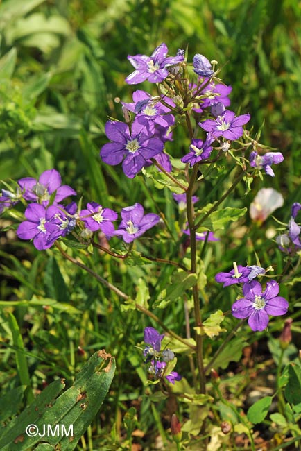 Legousia speculum-veneris