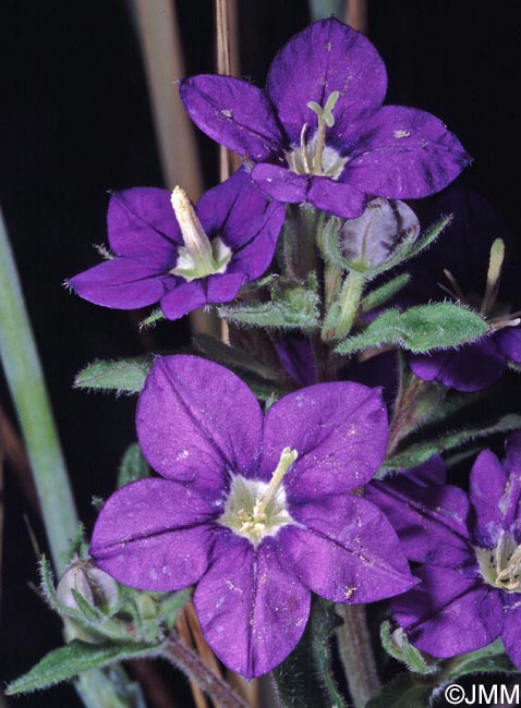 Legousia speculum-veneris