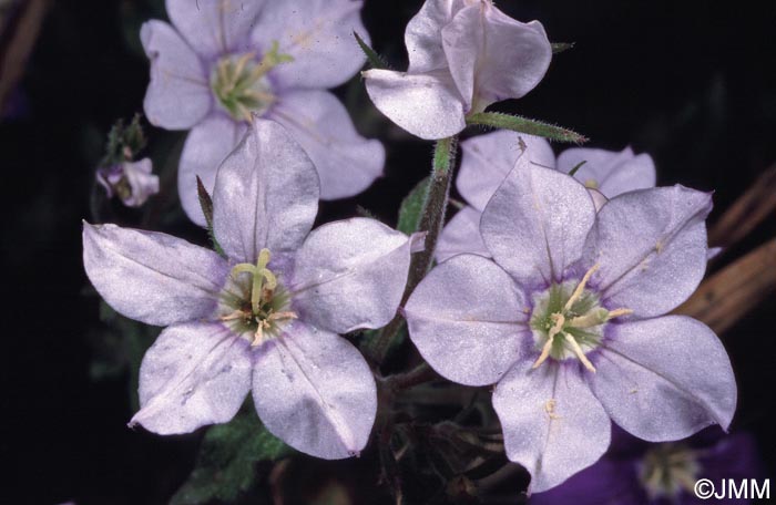 Legousia speculum-veneris