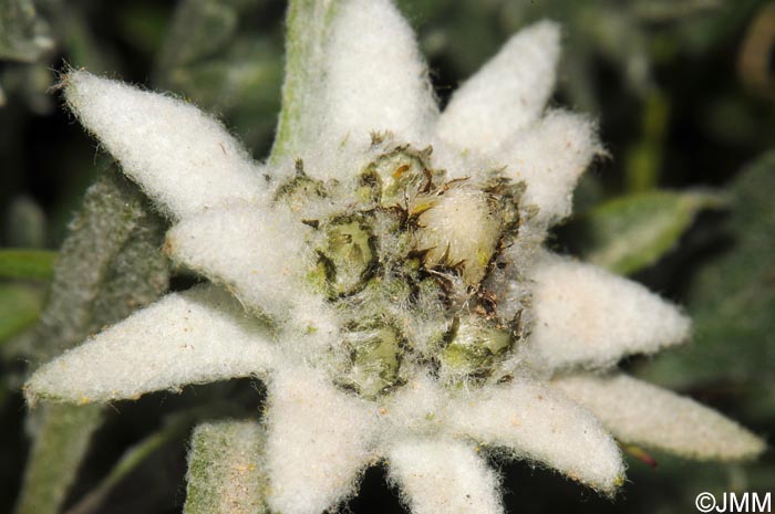 Leontopodium nivale subsp. alpinum = Leontopodium alpinum