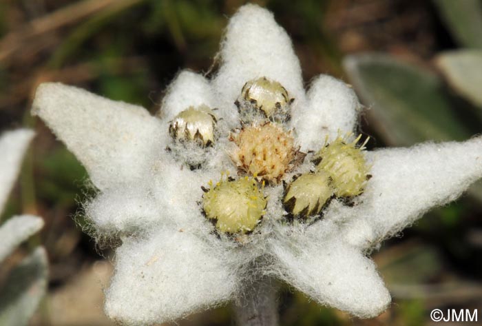 Leontopodium nivale subsp. alpinum = Leontopodium alpinum