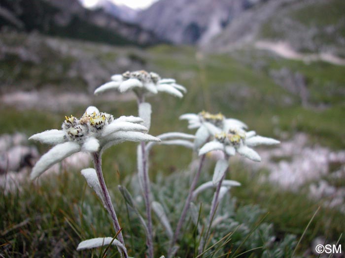 Leontopodium nivale subsp. alpinum = Leontopodium alpinum