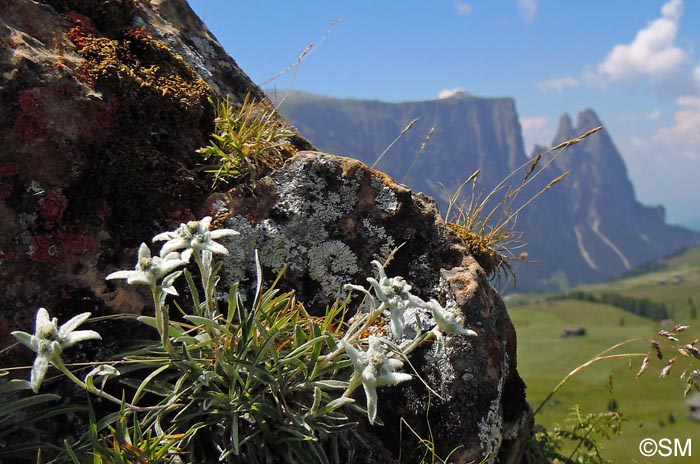 Leontopodium nivale subsp. alpinum = Leontopodium alpinum