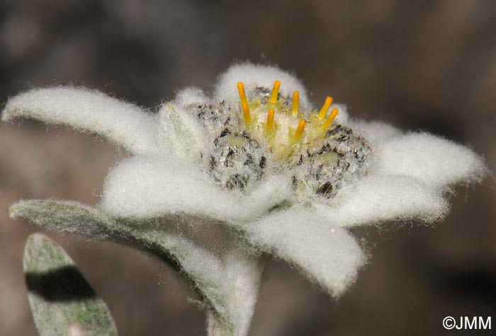 Leontopodium nivale subsp. alpinum = Leontopodium alpinum