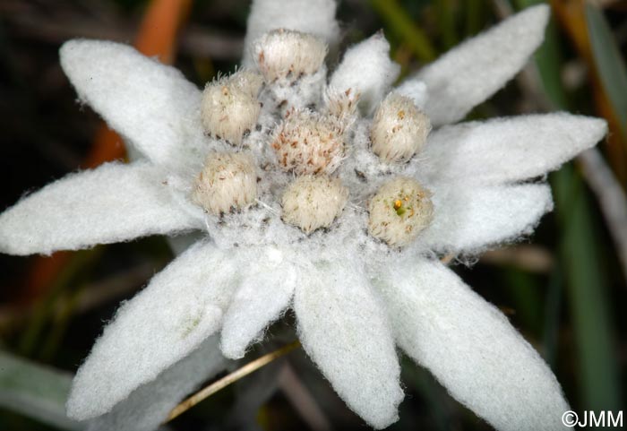 Leontopodium nivale subsp. alpinum = Leontopodium alpinum