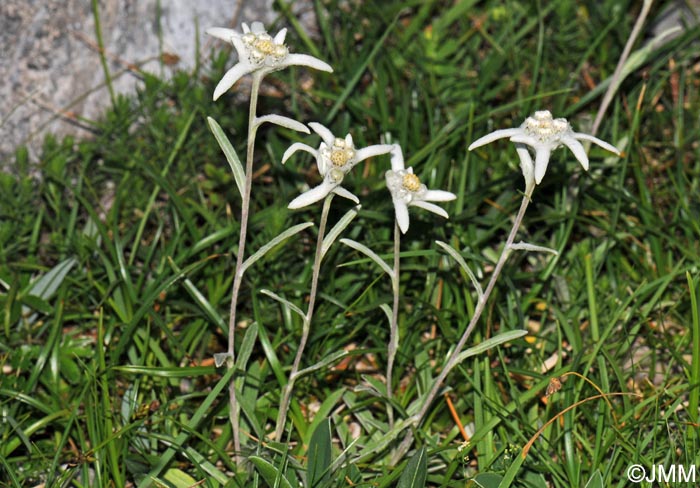 Leontopodium nivale subsp. alpinum = Leontopodium alpinum