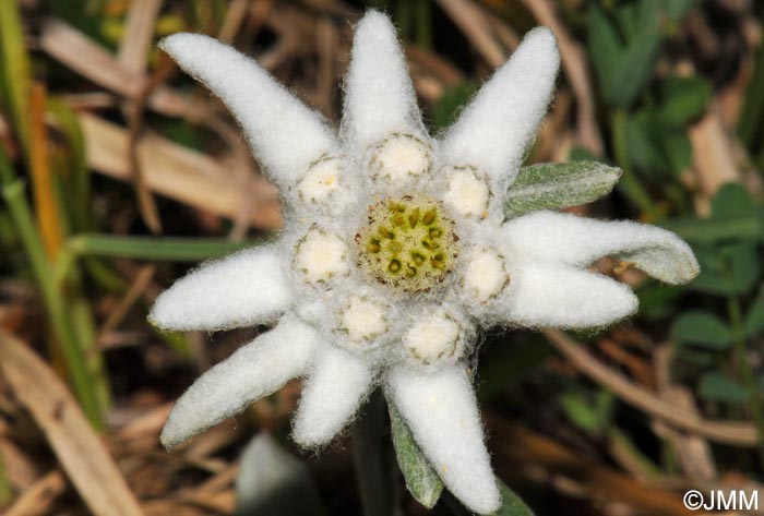 Leontopodium nivale subsp. alpinum = Leontopodium alpinum