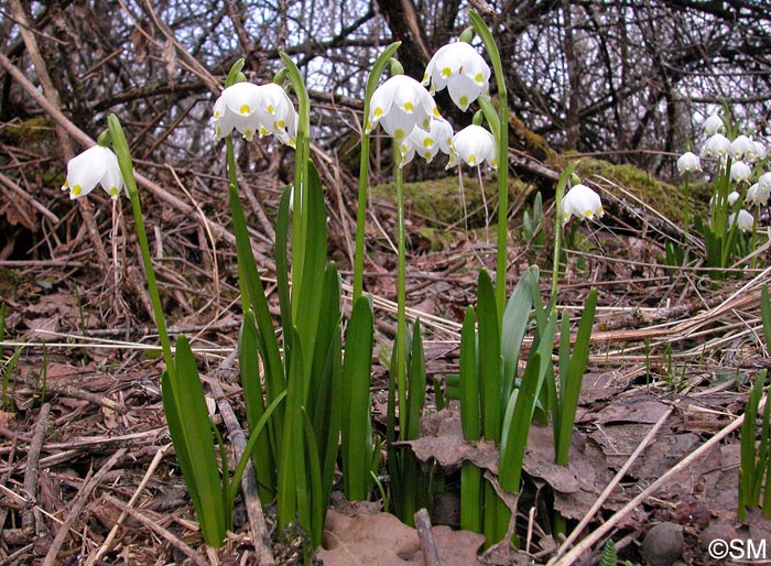 Leucojum vernum