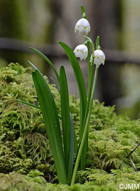 Leucojum vernum