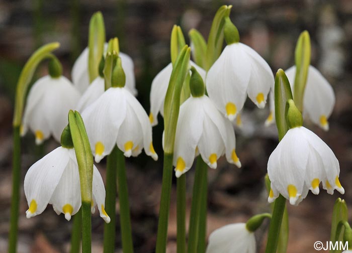 Leucojum vernum