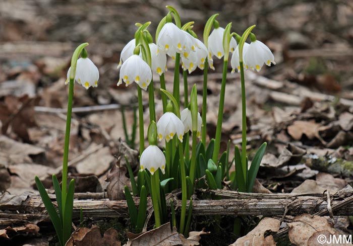 Leucojum vernum