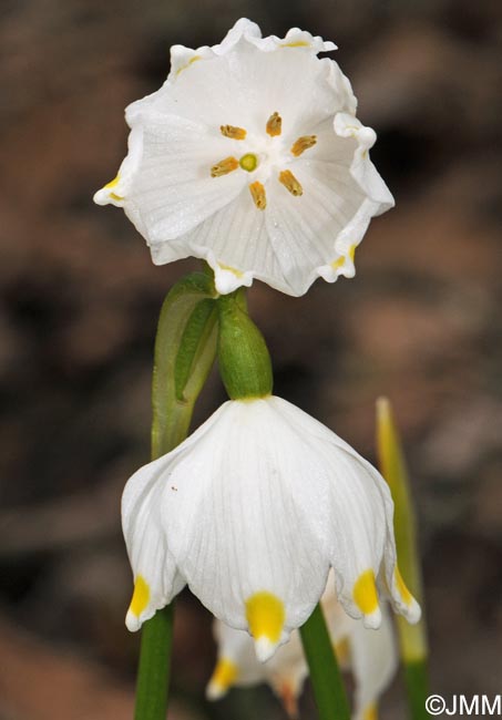 Leucojum vernum