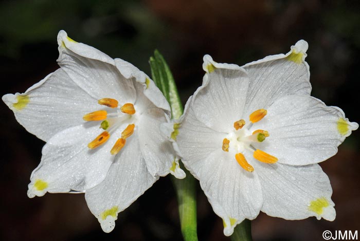 Leucojum vernum