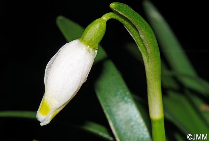 Leucojum vernum