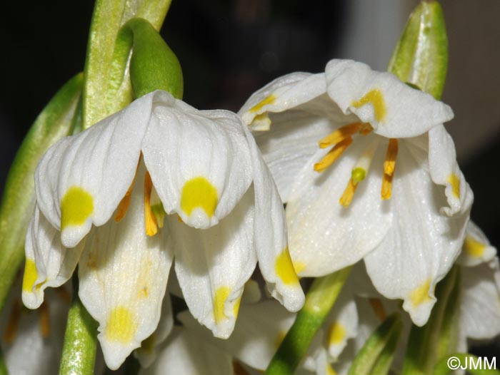 Leucojum vernum