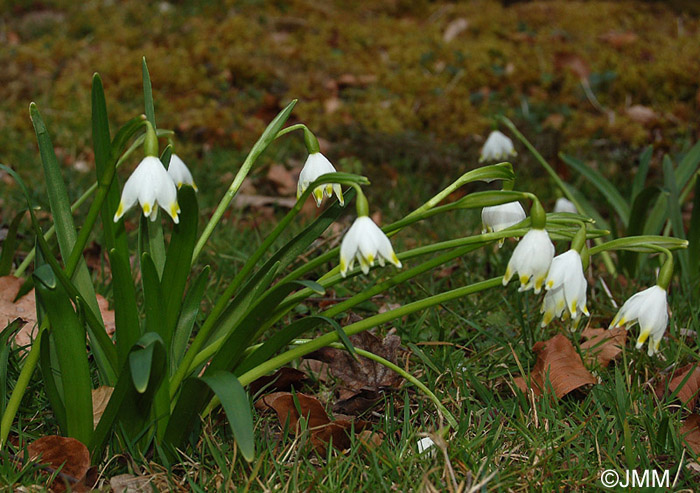 Leucojum vernum