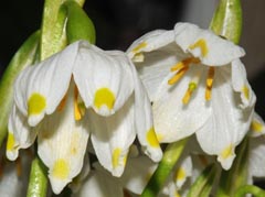 Leucojum vernum