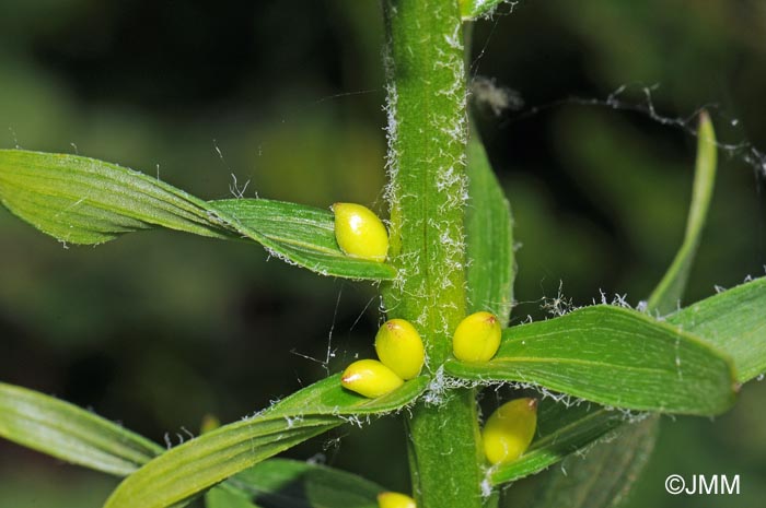 Lilium bulbiferum var. bulbiferum