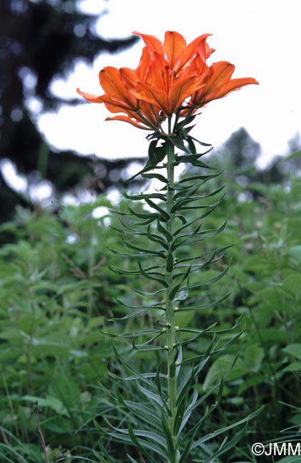 Lilium bulbiferum var. bulbiferum