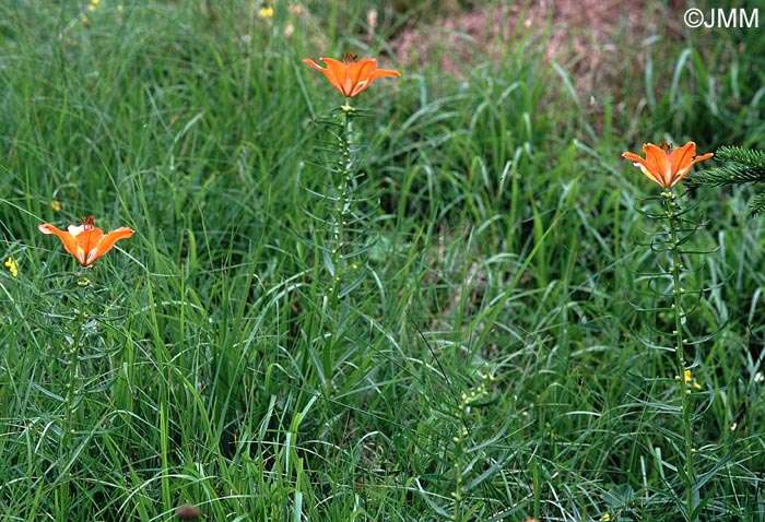 Lilium bulbiferum var. bulbiferum