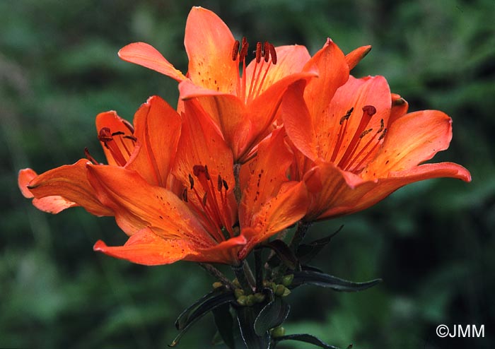 Lilium bulbiferum var. bulbiferum