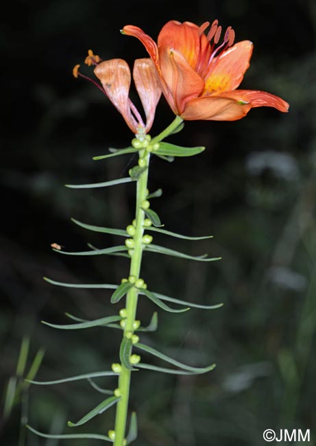 Lilium bulbiferum var. bulbiferum