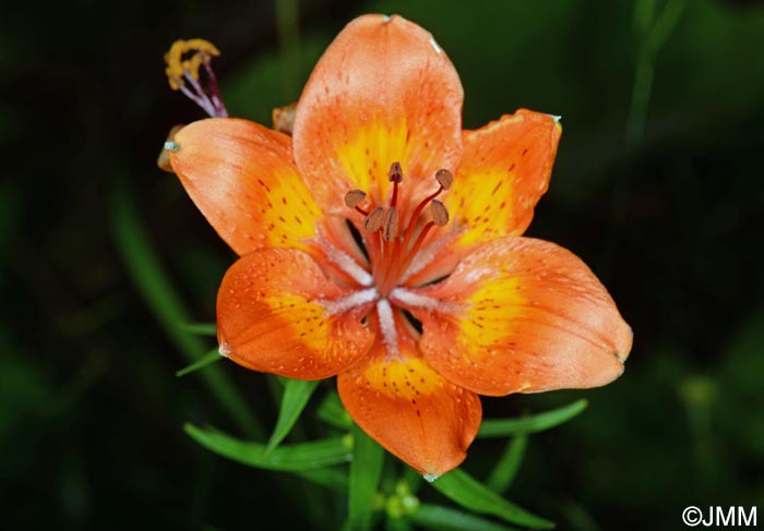 Lilium bulbiferum var. bulbiferum