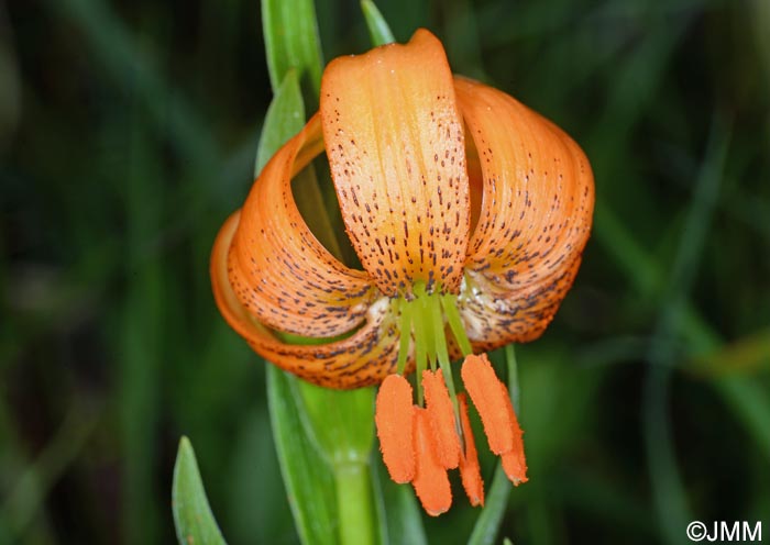 Lilium carniolicum