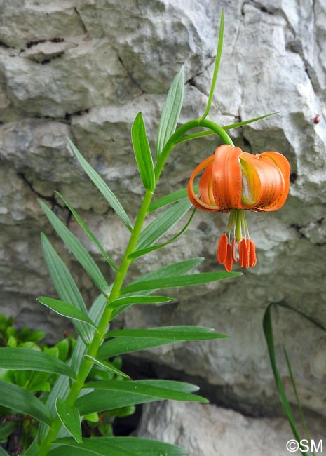 Lilium carniolicum