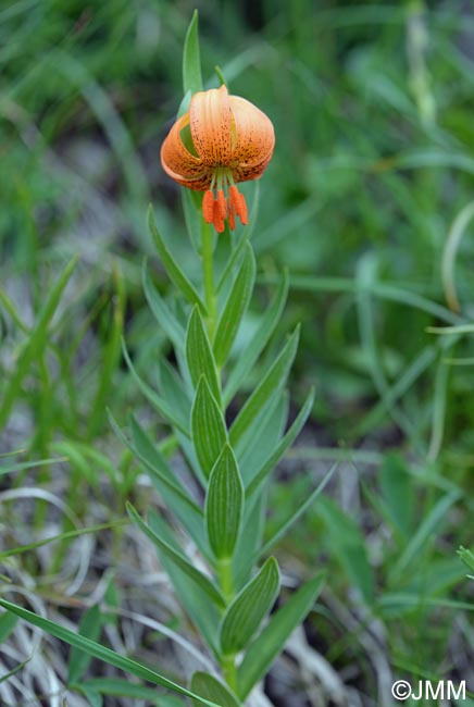 Lilium carniolicum