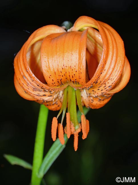 Lilium carniolicum