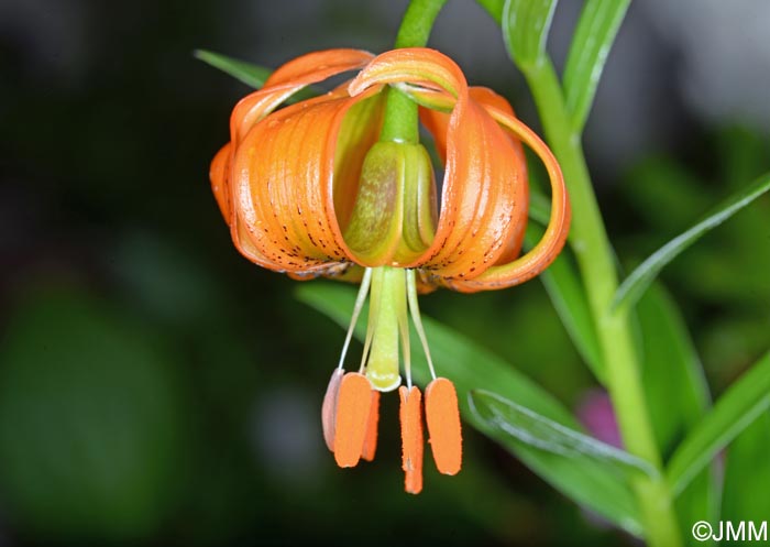 Lilium carniolicum