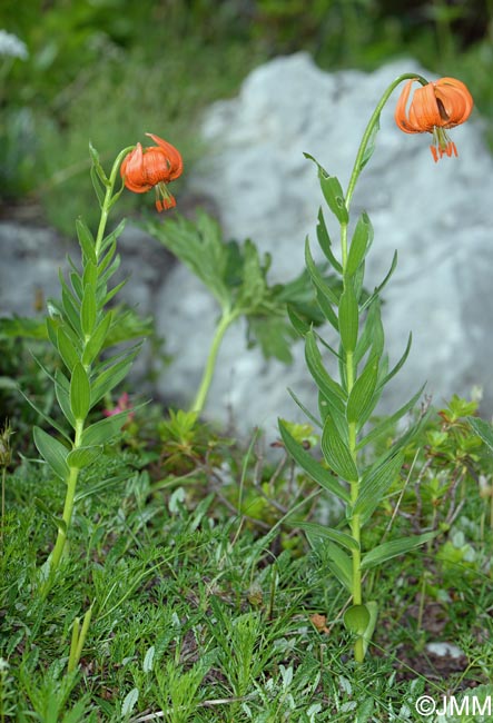 Lilium carniolicum